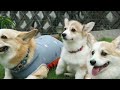 コーギーのあんずちゃんランデビュー　Corgi ANZU dog park debut.