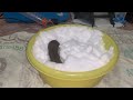 Домашняя ласка (Mustela nivalis, weasel) и снег