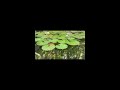 Koi Fish Pond With Beautiful Piano Music ¦ Relaxing music for studying, relaxation or sleeping