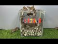 世界最高のネズミ捕り / 回転するプラスチックの箱からの最高のネズミ捕り / プラスチックの箱からマウスを効果的にトラップする方法