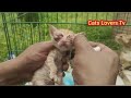 Mengharukan Saat Kucing Buta Bertemu Anak-Anaknya Kembali Setelah Berpisah..!