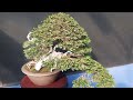 Stupenda Mostra di Bonsai a Roma