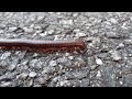 Millipede 4K 60fps