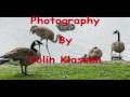 Gosling Survives Sandhill Crane attack 4k