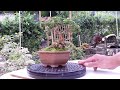 How to Repotting and Prunning Mini Bonsai Sancang Premna MicroPhylla