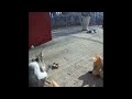 🤣 So Funny! Funniest Cats and Dogs 😸 Funny And Cute Cats Videos 2024 🐱😍