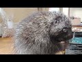 Spike the Porcupine During the Daytime!