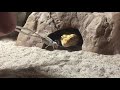 Leopard Gecko feeding video 10