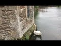 Bell ringing swans at the Bishop’s Palace