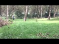 Dobermann Rottweiler mix in action (slowmotion)