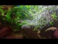 Blacknose Dace and Rosyside Dace in a Planted Aquarium