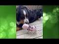 Compilation of funny animals! #039 Choose what you liked most and leave a comment! Subscribe!