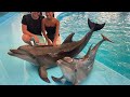 The best of the Dolphinarium Show in Pattaya