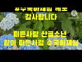 감히 중부권 최고의 #수국 정원이라 하겠습니다