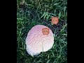 Strange mushroom 🍄 found