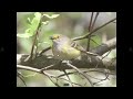 Vireo Identification | Spring 