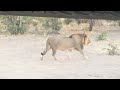 Lions at the safari