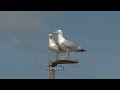 Gossiping gulls on a lamp post | Gulls | Scotland | Fremantle stock footage | PT01R14 134