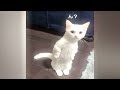🐈 Best Cats and Dogs Videos 🙀 Best Funny Animals 2024 😻😹