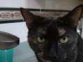 Cat drinks from the sink