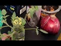 Attempt to propagate sun gold tomato plants