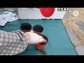 장미  시클라멘 화분 갈이 복수초  무늬 붓들레아 방풍나물 심기 씨앗 파종 하기