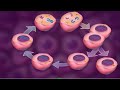 Interphase and Mitosis Cell Division| Defining Biology
