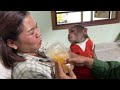 Super Monkey! CUTIS run find dad cry for help when mom dizzy