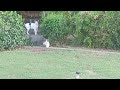 two cats are very shy