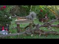 Cat TV for Cats 😸 Birds & Squirrels Play with Elves 🕊️ Bird Videos to Watch