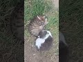 2 кошки мирно спят во дворе после обеда  😊 🐱