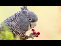 5 Tips For Taking Razor Sharp Images - Bird Photography Secrets Revealed - Jan Wegener Vlog