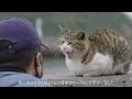 The Secret Cat Island on the Seto Island Sea, Japan: Sanangi Island