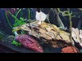 Baby turtles and tetras 60 gallon planted aquarium