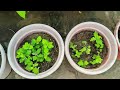 terrace garden overview ❤️winter flower प्लांट की तैयारी