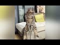 Funny Dogs And Cats Videos 2023 🤤 - Best Funniest Animal Videos Of The Month #13