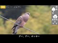 (SUB) Singing Birds - 77 species in Japan - Species names are shown in the subtitles / video for cat