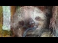 Adorable Sloth Compilation!