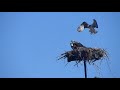 Baby Osprey learning to fly.