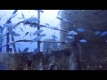 Malta Dive Sites - Um El Faroud, Wied iz-Zurrieq