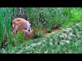 Deer Introducing Fawn to Water for the First Time is AMAZING!  #nature #wildlife #deer
