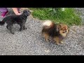 Cute dogs meets up for a run  #shorts #cute #goodmorning