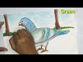 How to Draw a Pigeon | Pigeon Scenery drawing Easy Step by Step | Draw step by step