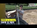 [한국농수산TV] 곁순까지 키워 고추 한 그루에서 170개 따는 농사의 여신을 찾아서 - 충남 서산