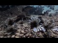 Divers Fight the Invasive Lionfish | National Geographic
