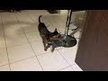 Bengal Cat Goes Crazy! Lots of Bengal Cat Chatter.