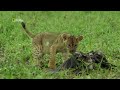 The Story of the King | Savage Kingdom | हिन्दी | Full Episode | S1-E1 | Nat Geo Wild