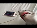 SB Movie: Shark Puppet plays Talking Tom and Ben News!