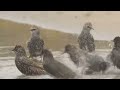 Hình ảnh và tiếng của chim sáo đá xanh