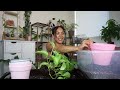 let's repot my trailing plants together | pothos | heartleaf philodendron